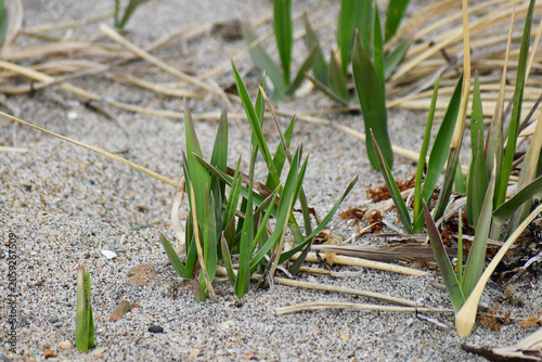 海岸のハマニンニクの新芽