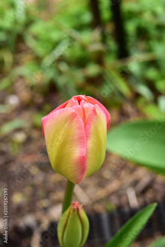 開花直前のチューリップのつぼみ