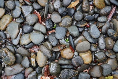 Fotografie Wet, smooth river stones and fallen leaves create a natural, textured ground cov