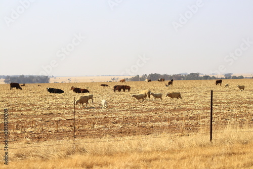 Bild auf Leinwand Cows and sheep on dry agricultural land in Delareyville, North West Province, Se