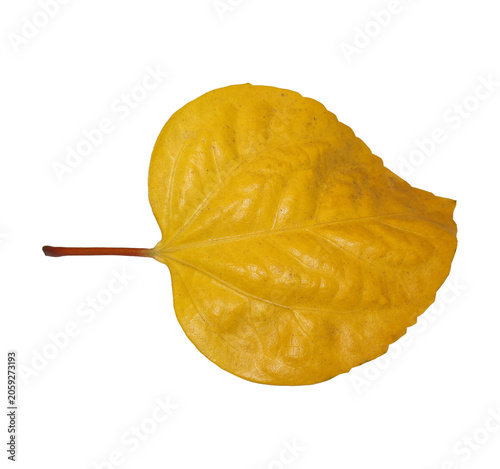 Yellow hibiscus leaf during autumn with clear lighting and copy space for design