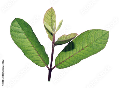 Young Guava Plant Branch with Vibrant Green Leaves Isolated on White