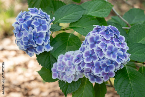 白い縁取りの青い紫陽花