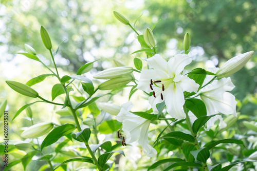 Fotografía 日比谷公園のユリ花壇
