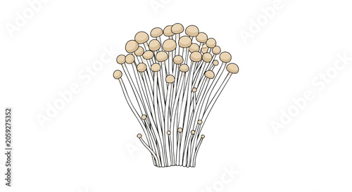 Fresh Enoki Mushroom Cluster Vector Illustration, Edible Golden Needle Fungi for Cooking Ingredient Isolated on White