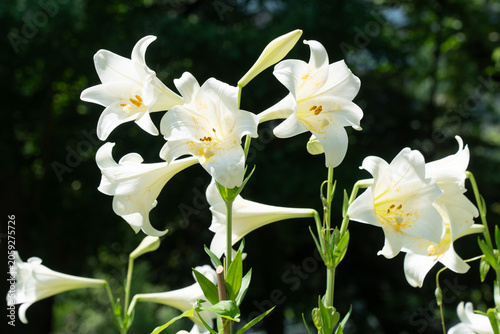 日比谷公園のユリ花壇