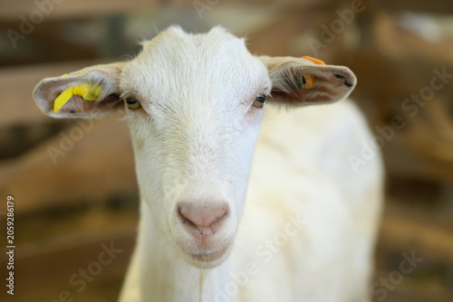 White Young Goat In Livestock Pen
