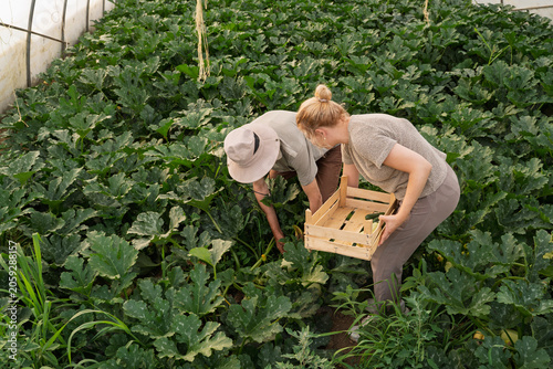 Father and daughter picking zucchini plant in greenhouse 