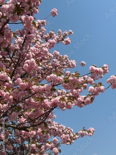 Pink Cherry Blossoms Blooming Against Clear Blue Sky