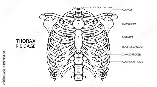 Принти на полотні Human thorax rib cage anatomy diagram with labeled parts