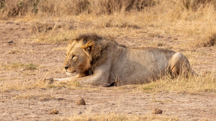 African lion lying down in Amboseli National Park in Kenya Africa