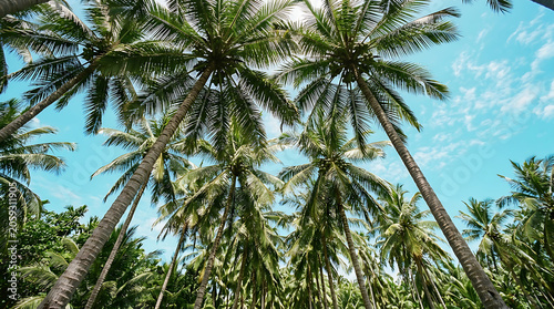 Tall palm trees reaching toward a bright blue sky during a sunny day