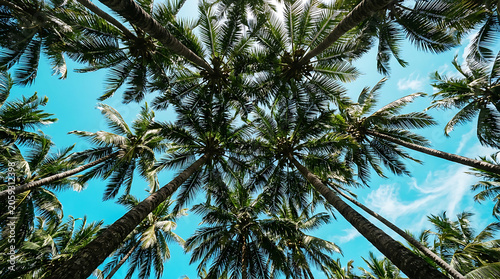 Tropical palm trees reaching skyward during bright daylight with lush fronds against azure sky