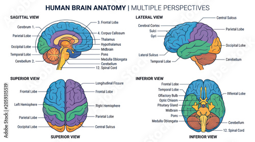 Bild auf Leinwand Human brain anatomy diagram with labeled lobes and multiple views