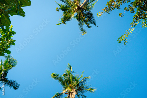 Foto Bright Blue Sky with Tropical Palm Trees and Lush Green Foliage - Vacation Parad