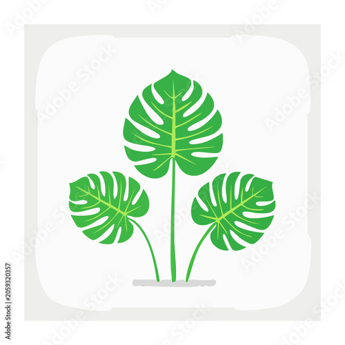 Flat Design Monstera Leaves Illustration