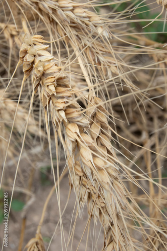 Wheat head