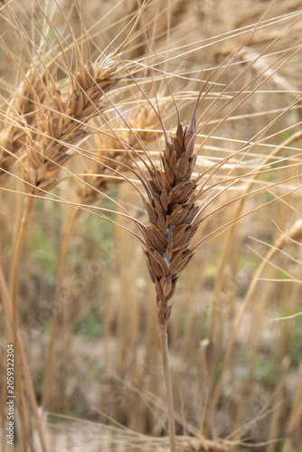 Brown Wheat Head