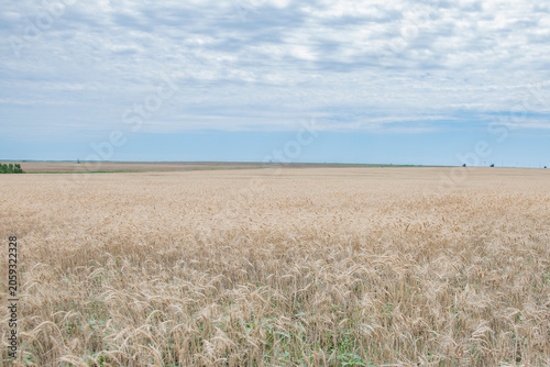 wheat field and blue sky