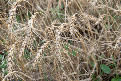Kansas Wheat field