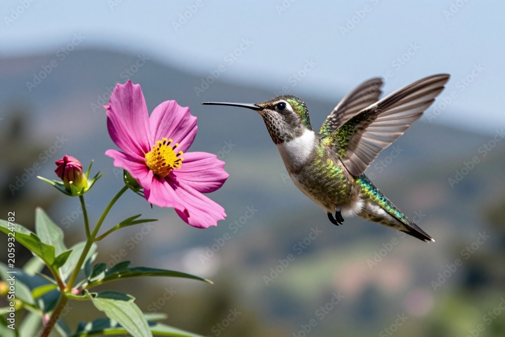 Fototapeta premium A hummingbird is flying near a pink flower