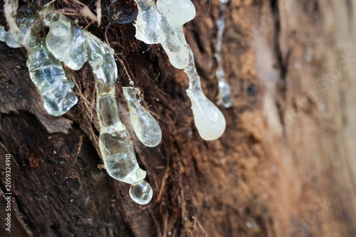 Quadro su tela Tree resin close up sticky transparent natural organic texture wood bark forest