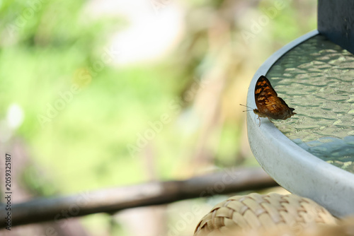 Photography Butterfly insect brown wing outdoor nature glass table summer sunlight create pe