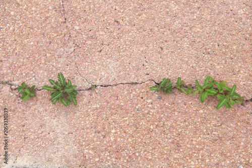 Cracked gravel floor with small green plant growing top view background