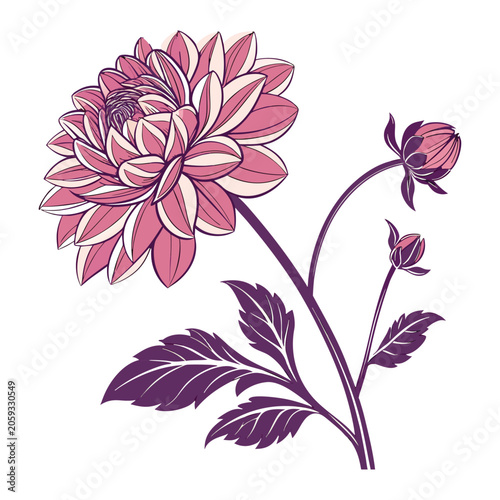 Beautiful pink dahlia flower isolated vector artwork with intricate floral details and decorative garden plant illustration