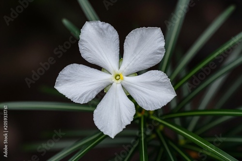 A single white flower in a vase on a black background