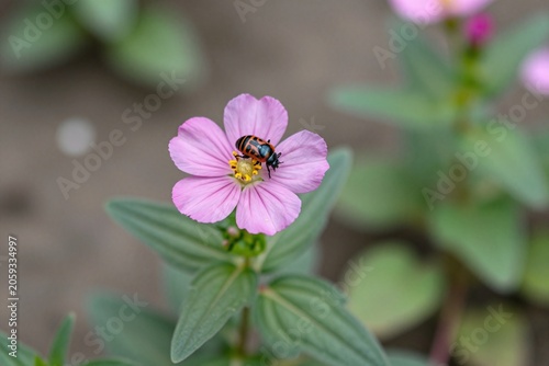A small white flower with a bee on it