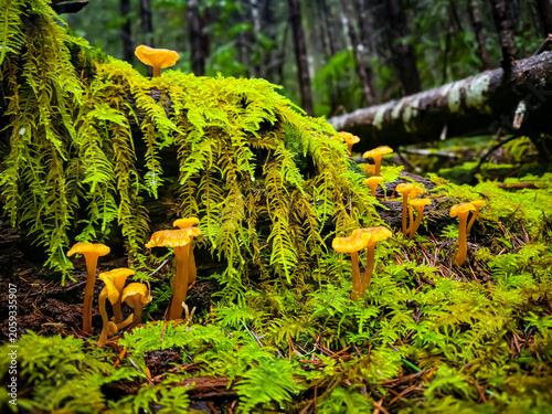 Принти на полотні Yellow foot Chantrelle Mushrooms in the forest