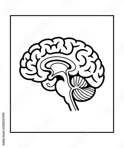 Bild auf Leinwand Black and white line of a human brain sagittal view anatomy medical coloring boo