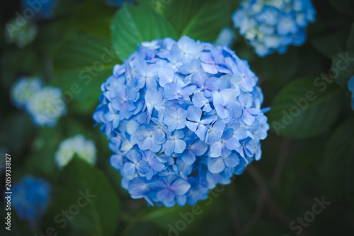 雨上がりに美しく咲く高幡不動尊の紫陽花