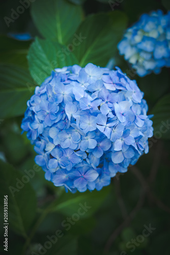 雨上がりに美しく咲く高幡不動尊の紫陽花
