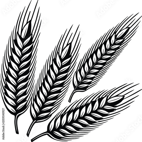 Wheat ears isolated on white background
