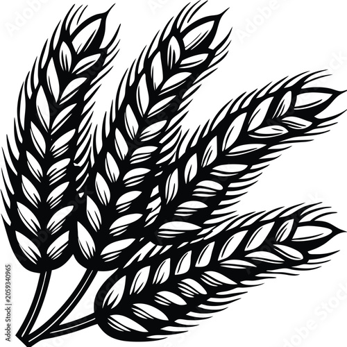 Wheat ears isolated on white background