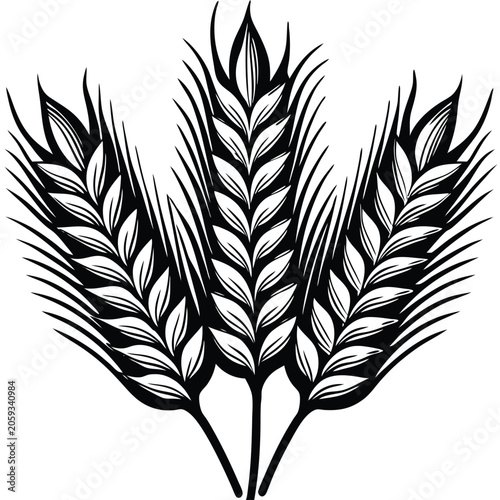 Wheat ears isolated on white background
