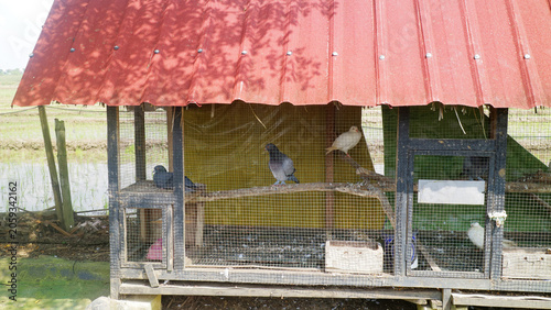 Fotografía Pigeons in a small farm coop by the pond