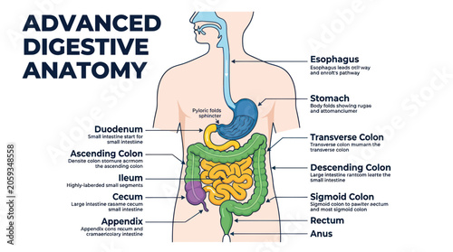 Obraz na plátně Human digestive system anatomy diagram with labeled organs
