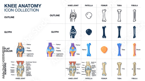Fotografía Human knee joint anatomy icons including femur tibia and fibula