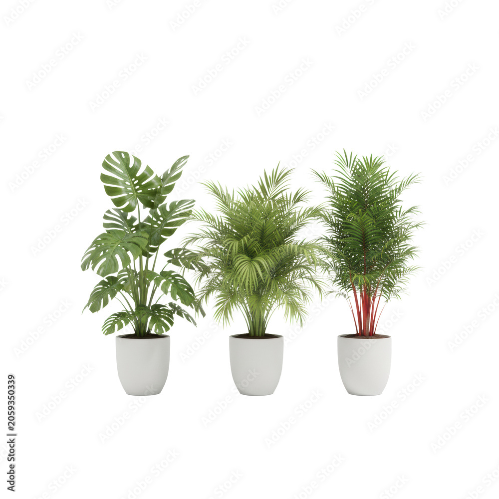 Fototapeta premium Three vibrant tropical houseplants including a monstera and palms in white ceramic pots stand against a transparent background botanical elegance concept