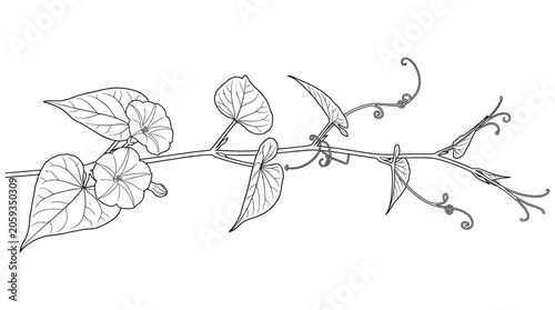 Morning glory branch with leaves and flowers a continuous line drawing vector art isolated on transparent background.