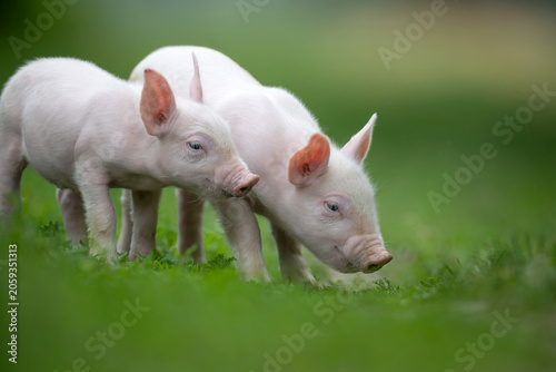 Two adorable pink piglets exploring a lush green grassy field