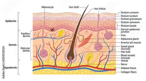 Photography Human skin layers and anatomical structure cross section diagram
