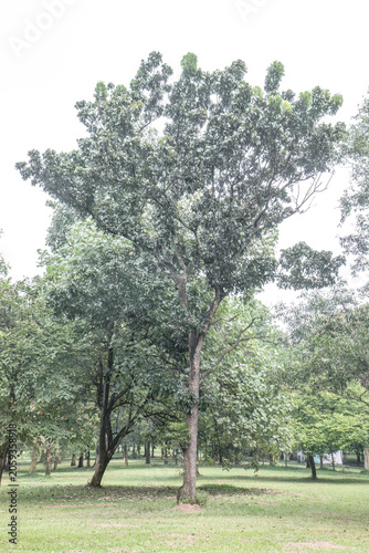 Mature shade tree portrait for conservation campaigns. Tall tropical trunk with broad crown for park identity. Vertical green landmark scene for outdoor branding use