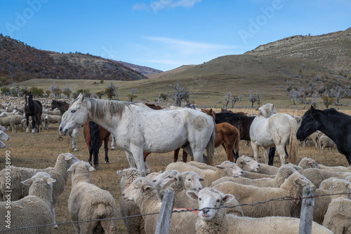 Sheep farm Patagonia Cerro Castillio