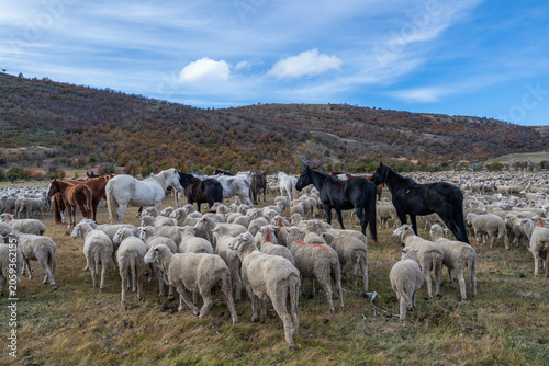Sheep farm Patagonia Cerro Castillio