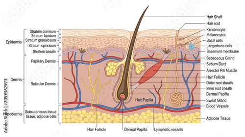 Obraz na płótnie Anatomical cross section of human skin layers and structures