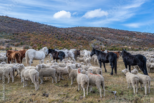 Sheep farm Patagonia Cerro Castillio